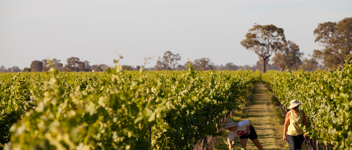 Meet The Locals - Box Grove Vineyard